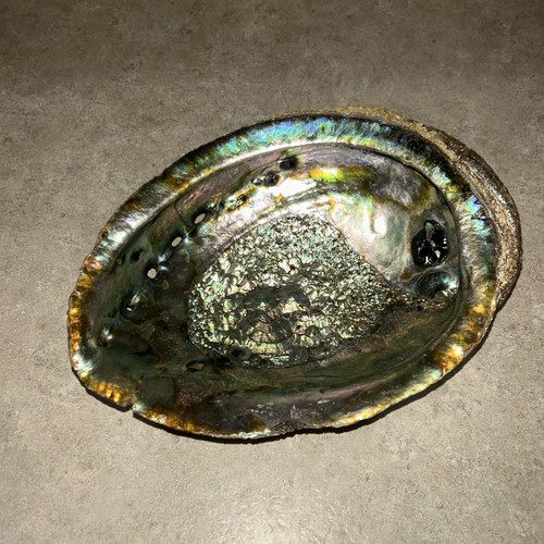 Large green abalone - large,