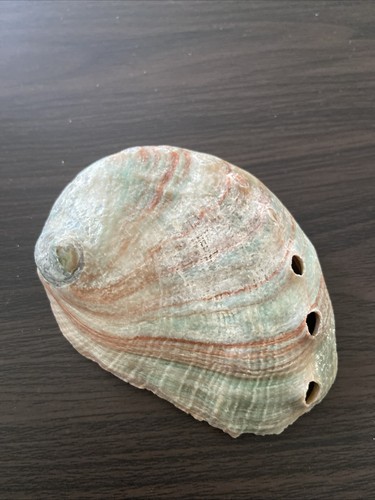 Australian greenlip abalone - greenlip,