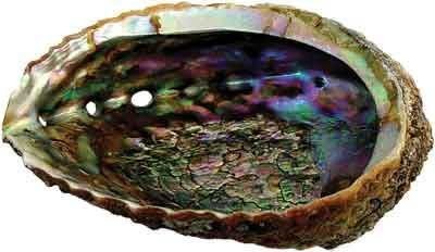 Green abalone sea - green, one