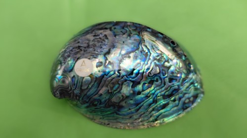 Abalone shell from - shell, new