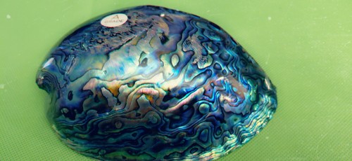Abalone shell from - abalone, zealand