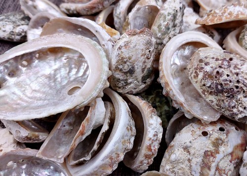 Natural baby abalone seashells - natural,