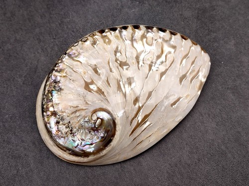 Polished white abalone - abalone, midas