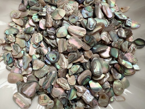 Natural paua abalone shell - natural,