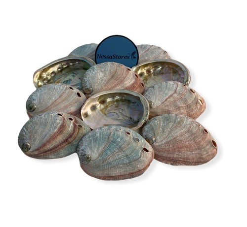 Red abalone sea - sea, side